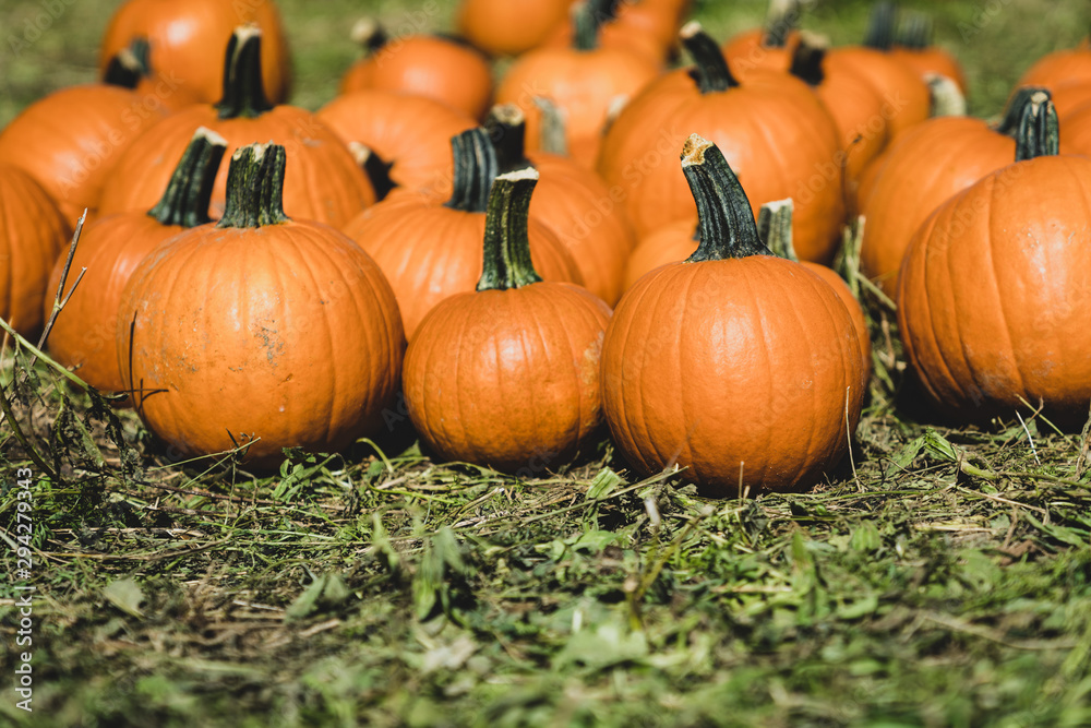 Orange pumpkins in the field for hallowen and fall background Orange pumpkins in the field for hallowen and fall background