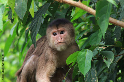 A white fronted capuchin monkey, cebus albifrons, among many bright green leaves photo