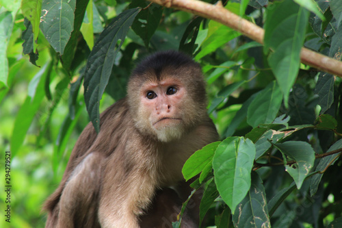 A white fronted capuchin monkey, cebus albifrons, among many bright green leaves