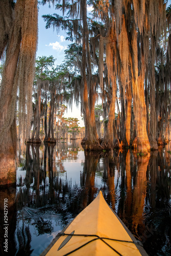 Cypress Trees  Banks Lake  GA