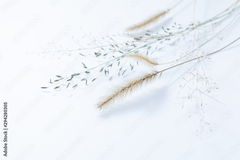 秋の森で拾った落ち葉や草 秋の森で拾った落ち葉や草