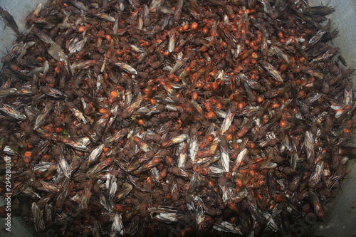 A large pod full of popular leaf cutter ants or hukuys ready to cook and being eaten photo