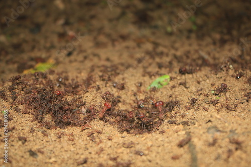 A close up of leaf cutter ants just before they will start flying out photo