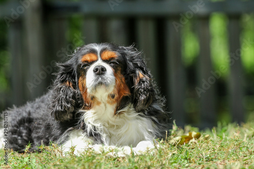 Cavalier King Charles Spaniel dog