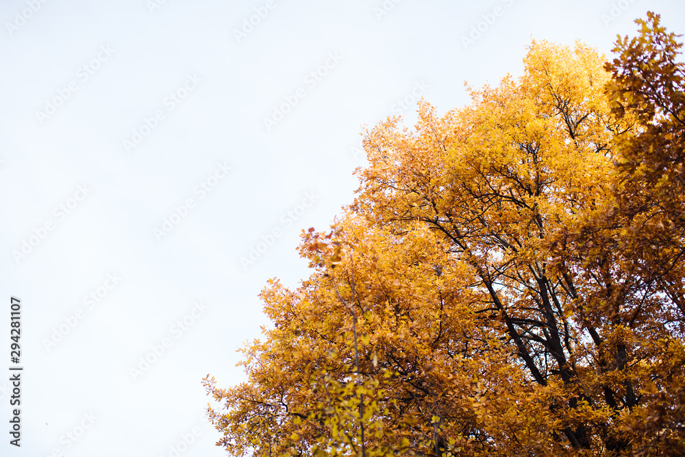 Beautiful sunny autumn landscape with fallen dry red and yellow leaves