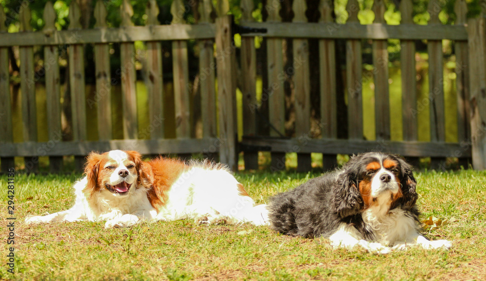Two Dogs Laying in the grass / Cavalier King Charles Spaniels 