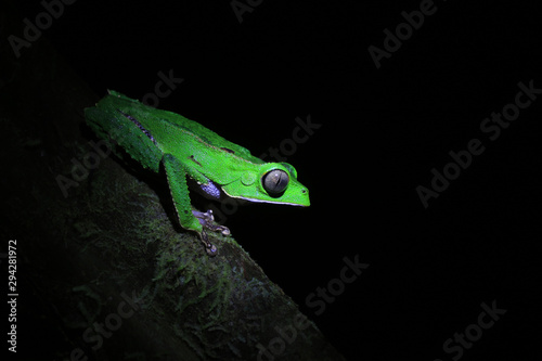 A green tree frog sitting on a branch in the ecuadorian amazon rainforest