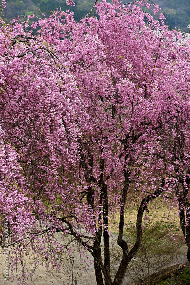 満開の紅枝垂れ桜、春を告げるベニシダレザクラ