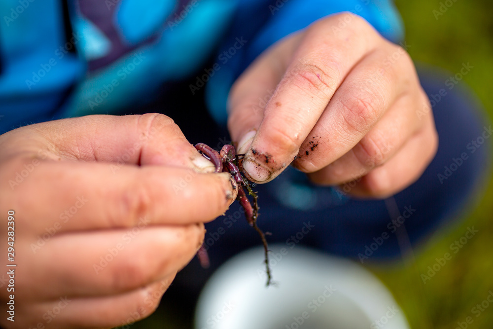 just caught ruff fish in the hands of a young fisherman just caught ruff fish in the hands of a young fisherman