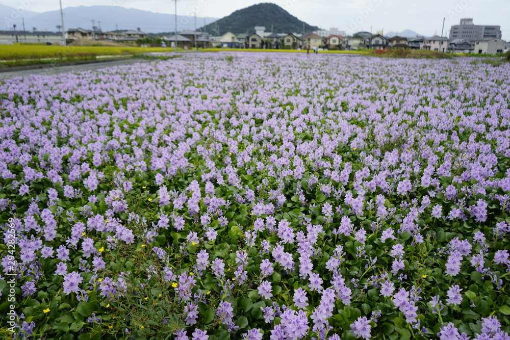 古都奈良に咲くホテイアオイ　Water hyacinth Country scenery Nara Japan
