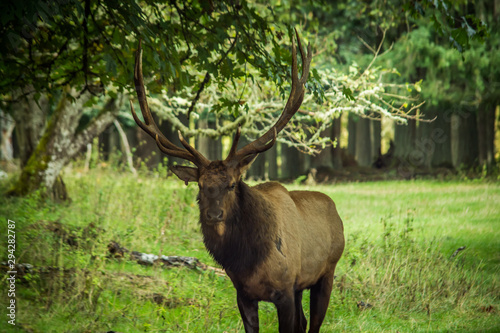 Roosevelt elk keeping watch in the forest