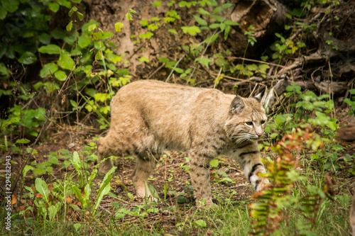 bobcat prowling around for lunch