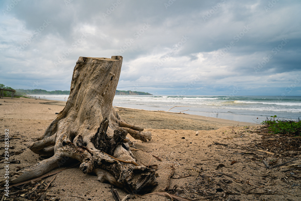 driftwood on the beach