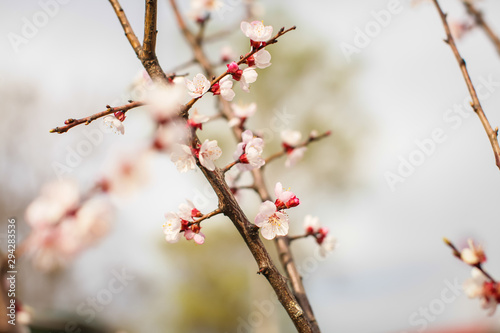  Close up new fresh apricot flowers in spring time in Orchard in selective focus