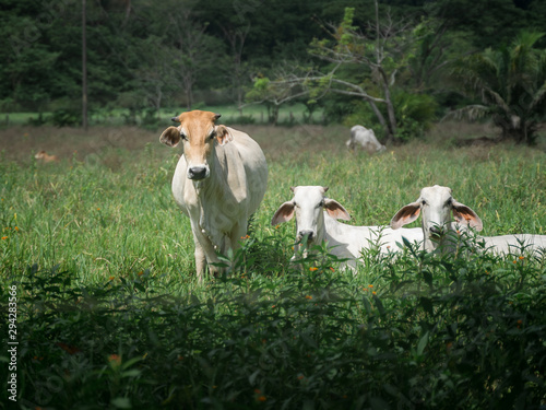 super cute cows in a field