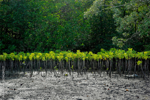 mangrove trees are planted to prevent coastal erosion photo