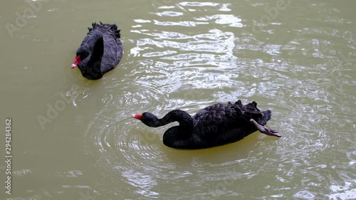 The black swan is cleaning and having fun playing in the water, animal concept