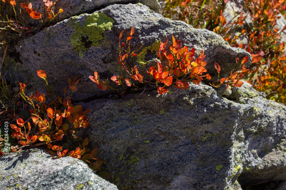 Autumn scene in high mountains. The leaves of blueberry plants turn red. Photo taken at an altitude of 2500 meters.