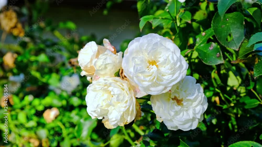 White roses in garden, close up, closeup macro view, green background White roses in garden, close up, closeup macro view, green background