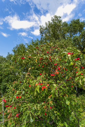 apples on a tree © Sotnikov_EM
