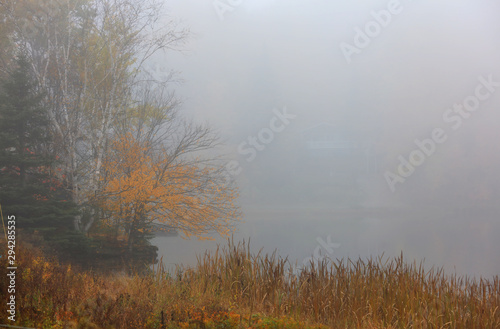 Autumn trees in rural Quebec caught in fog