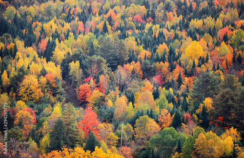 Photography Canopy of fall trees on Appalachian mountains in Vermont