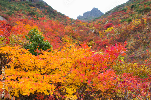 安達太良山（日本）の紅葉