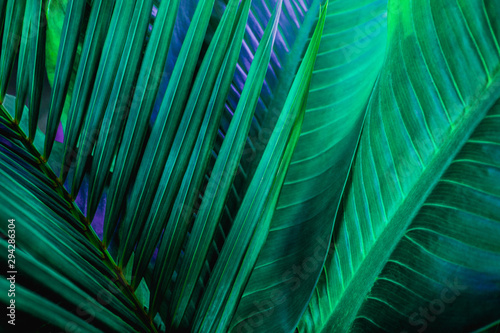 tropical palm leaf and shadow, abstract natural green background, dark blue tone