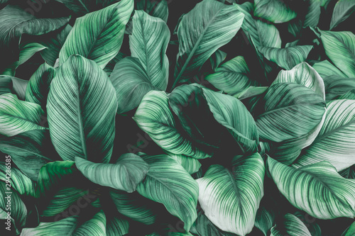 abstract green leaf texture, nature background, tropical leaf