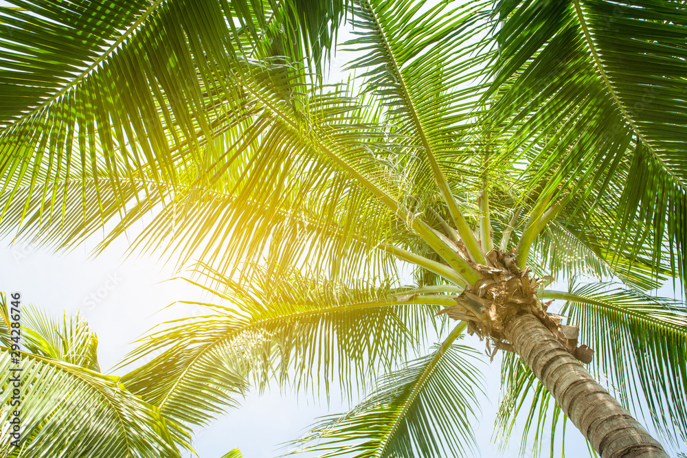 Fototapeta premium tropical palm leaf background, coconut palm trees perspective view