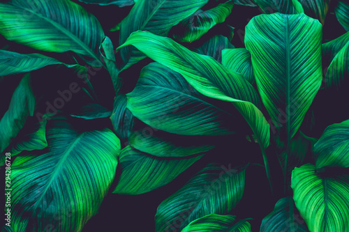Fototapeta Naklejka Na Ścianę i Meble -  abstract green leaf texture, nature background, tropical leaf
