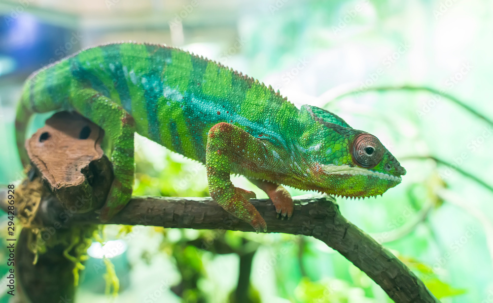 Obraz premium Panther chameleon Furcifer pardalis from Madagascar, perched on a branch