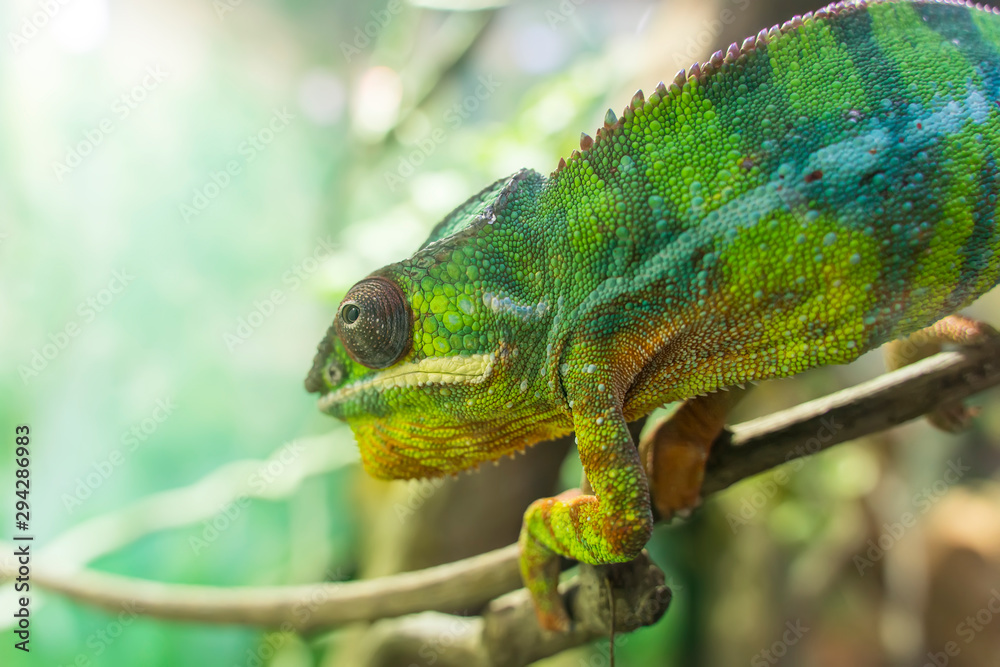 Obraz premium Panther chameleon Furcifer pardalis from Madagascar, perched on a branch