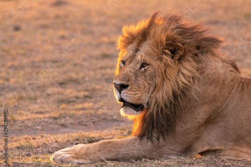 Male lion with mouth open, backlit by the sun.  Image taken in the Maasai Mara National Reserve, Kenya.