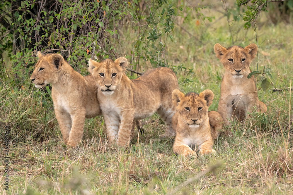 Four young lion cubs sitting in the grass. Image taken in the Maasai Mara National Reserve, Kenya. Four young lion cubs sitting in the grass. Image taken in the Maasai Mara National Reserve, Kenya.