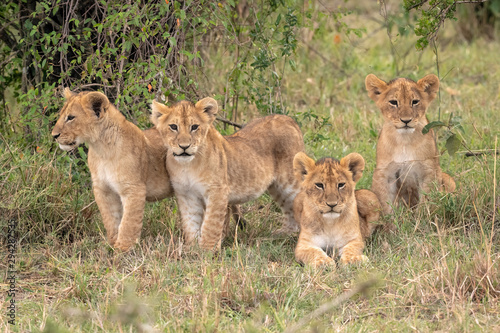Four young lion cubs sitting in the grass.  Image taken in the Maasai Mara National Reserve, Kenya.