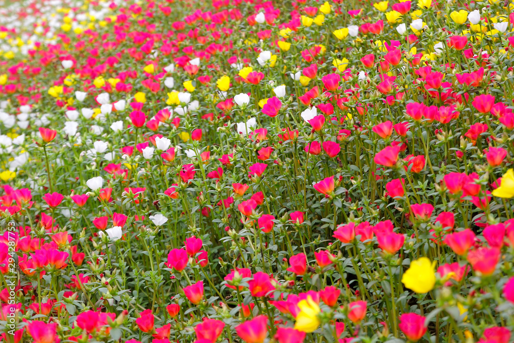 colorful common purslane or verdolaga flower in the garden