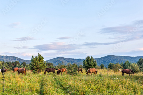 horses on a meadow