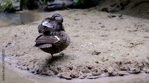 The black duck is cleaning himself and playing in the water, animal concept
