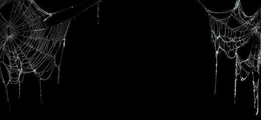 Real creepy spider webs on black banner