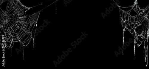 Obraz Prawdziwe przerażające pająki na czarnym sztandarze