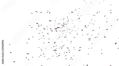 large group of flying foxes, mega bats isolated on white background 