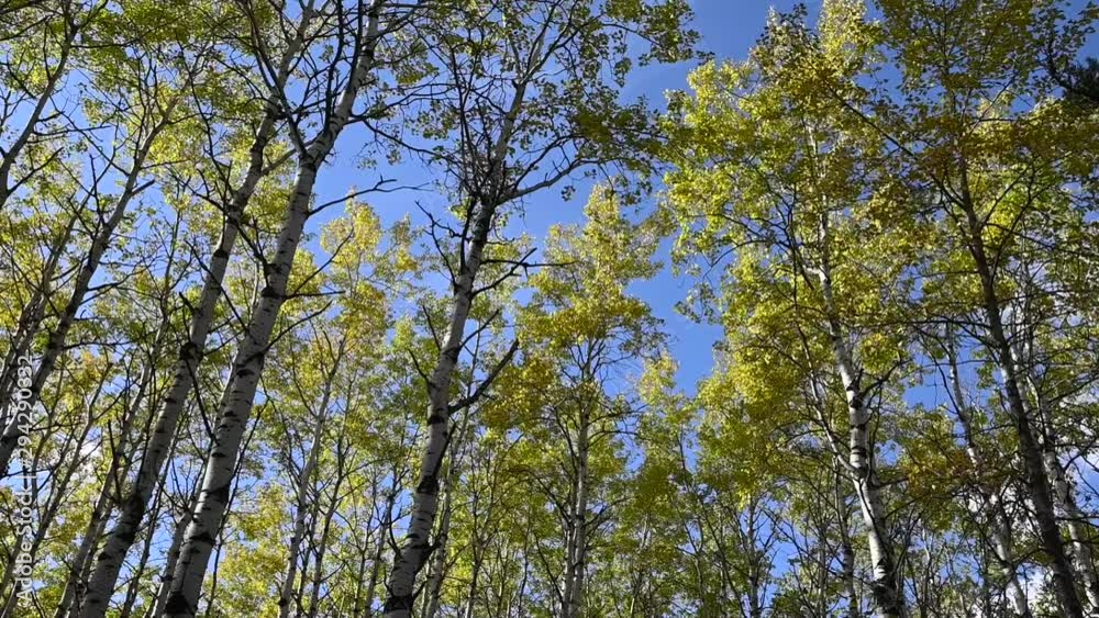 View looking up at a forest of brightly colored autumn trees with a clear blue sky. The trees a blowing in a strong wind. View looking up at a forest of brightly colored autumn trees with a clear blue sky. The trees a blowing in a strong wind.