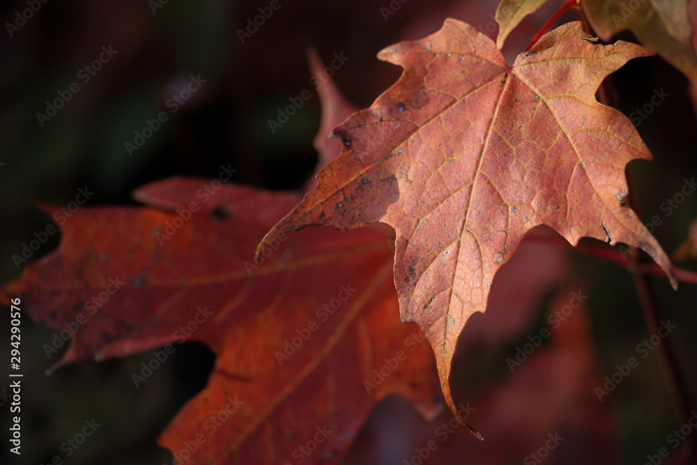 autumn leaves: red orange maple leaf about to fall. Feuille d'érable autumn leaves: red orange maple leaf about to fall. Feuille d'érable