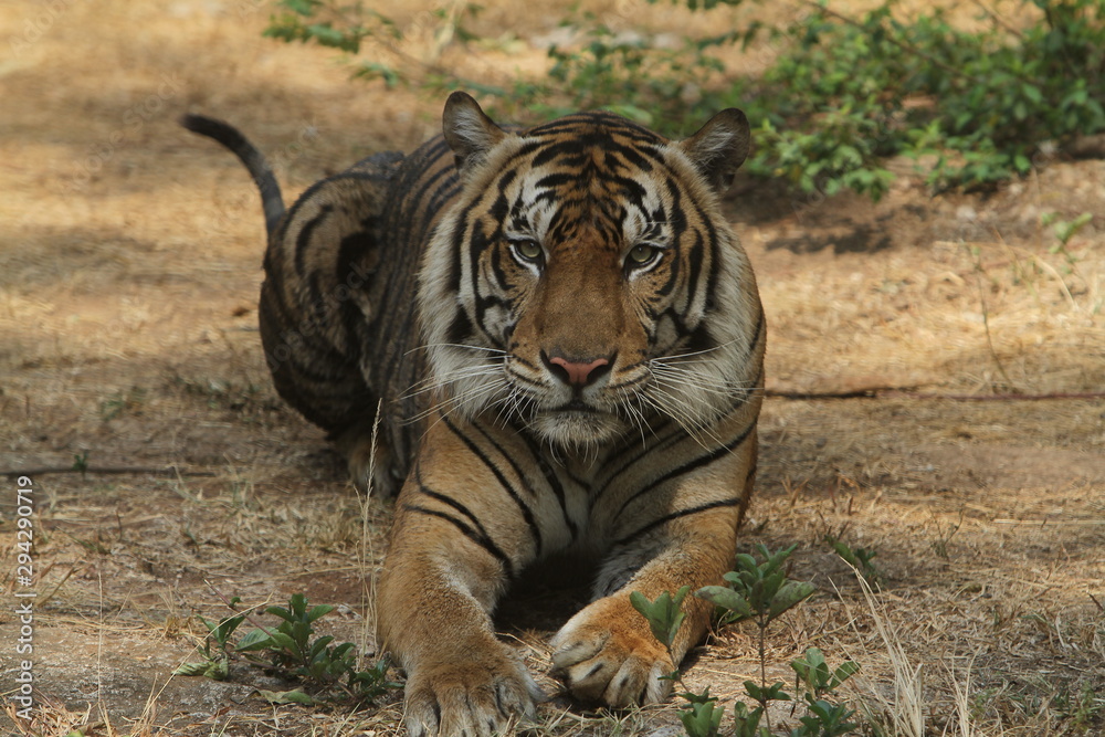 tiger in zoo tiger in zoo