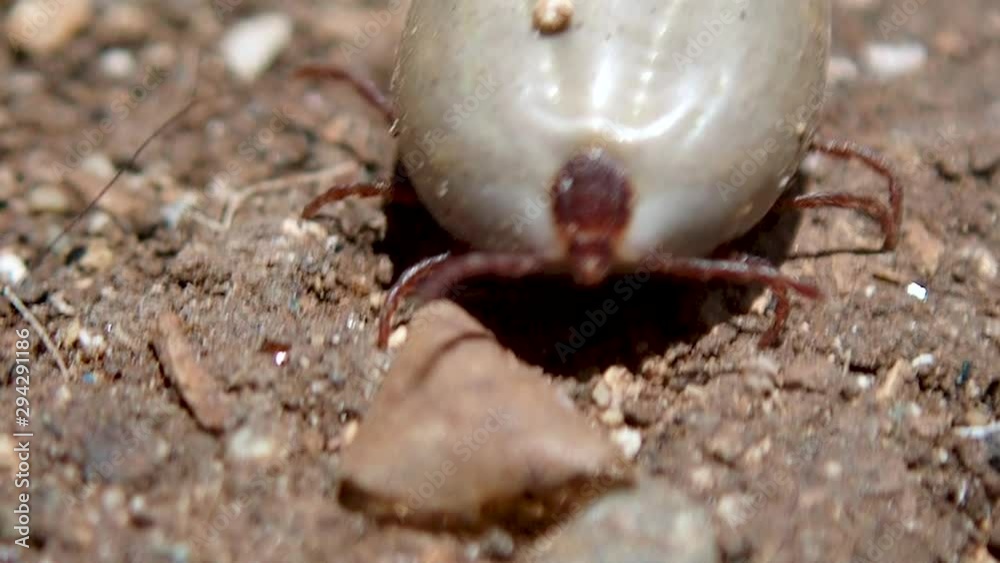 Dog tick (Haemaphysalis longicornis) crawling on the ground, macro. Dog tick (Haemaphysalis longicornis) crawling on the ground, macro.