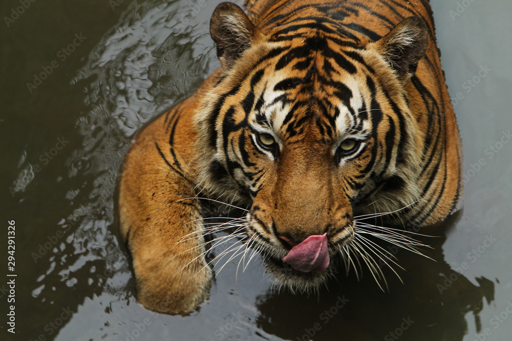 Naklejka premium tiger in water