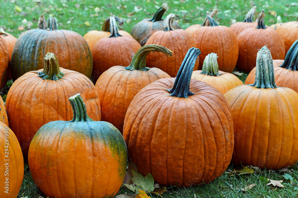 Pumpkins on farm in autumn Pumpkins on farm in autumn
