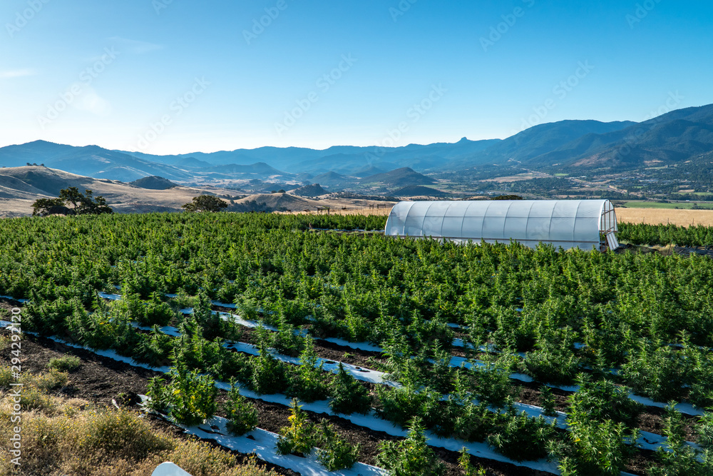 Rows of marijuana plants on a farm in the hills above Ashland in Southern Oregon on a beautiful sunny summer morning Rows of marijuana plants on a farm in the hills above Ashland in Southern Oregon on a beautiful sunny summer morning