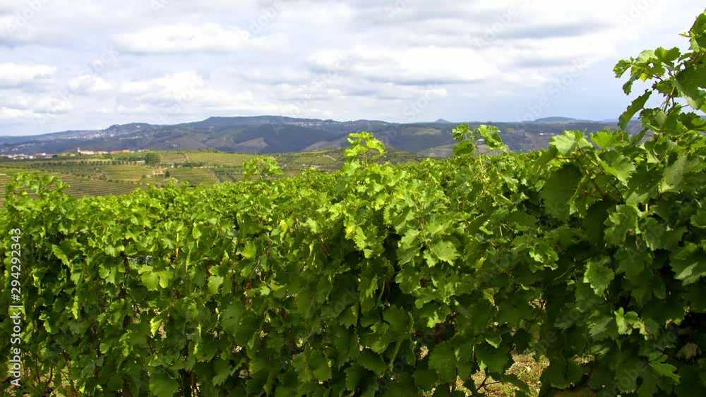 The vineyards at Douro valley in Portugal - great landscape - travel photography